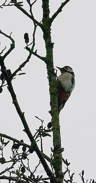 great-spotted-woodpecker-001.jpg