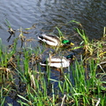 Male Mallard Ducks