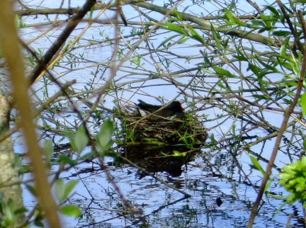 Moorhen Nest