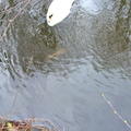 Mute Swan over Large Orange Fish