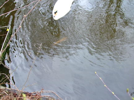 Mute Swan over Large Orange Fish