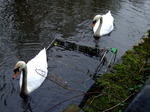 Mute Swan Pair