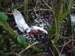 Dead Mute Swan